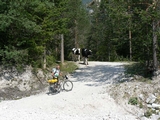... anche loro vogliono attraversare
